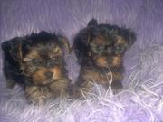 Teacup Yorkie Puppies For Free Rehoming