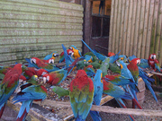 AUCTION - Exotic Birds,  ,  Cages & More...