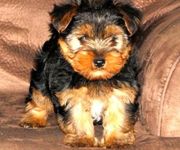 We Have Many Yorkie Puppies For Sale 