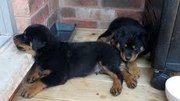 Cute AKC Rottweiler Pups 12wks old