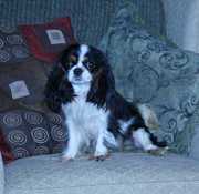 Health tested cavalier king charles spaniel pups and retirees all 4 co