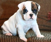 These adorable,  wrinkly English Bulldogs will be the hit of the party!